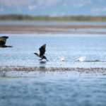 Pygmy Cormorant