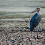 Marabou Stork