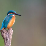 Eurasian Kingfisher