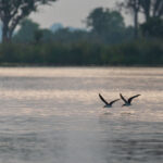 African Skimmers