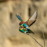 Eurasian Beeeaters