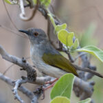 Greybacked Cameroptera