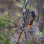 Paradise Flycatcher 