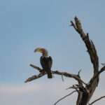 Yellowbilled Hornbill